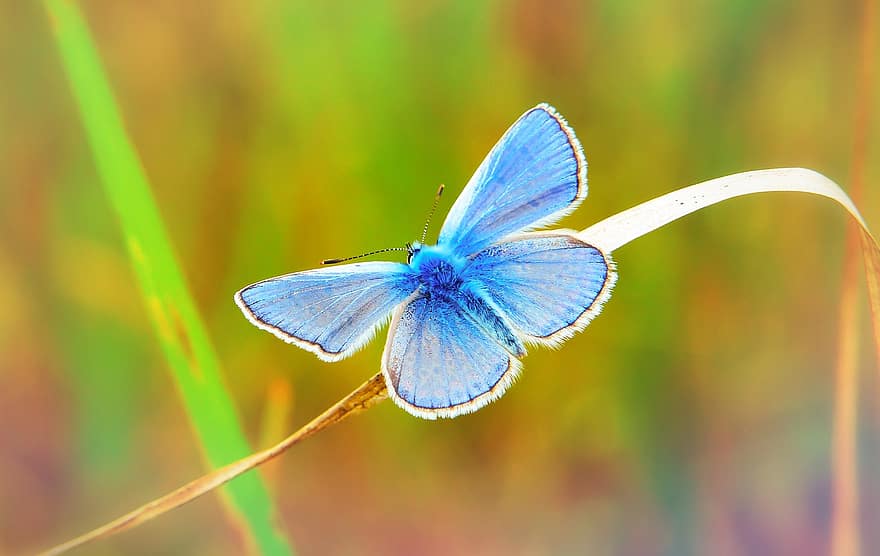 polyommatus icarus, insetto, tom, giorno delle farfalle, animali, natura, alla corte di, invertebrati, avvicinamento, pianta, foglia