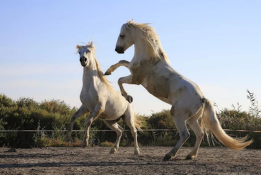 padrão, cavalos, combate, juba, cavalo, cavalgando, égua