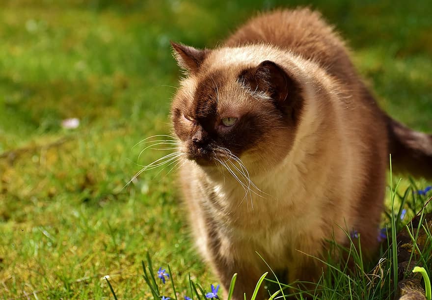 Britisch Kurzhaar, Katze, süß, Porträt, britisch, kurzes Haar, Tierwelt, Vollblut-, mieze, Hauskatze, Britisch Kurzhaar Katze