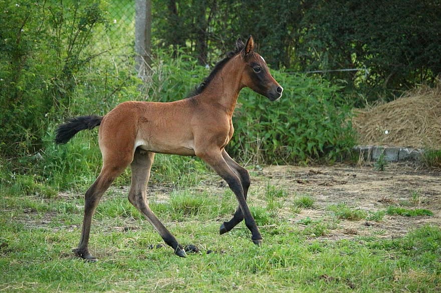 cavalo, potro, amamentar, molde marrom, puro-sangue árabe, alto astral, fanfarrão, pasto, Prado