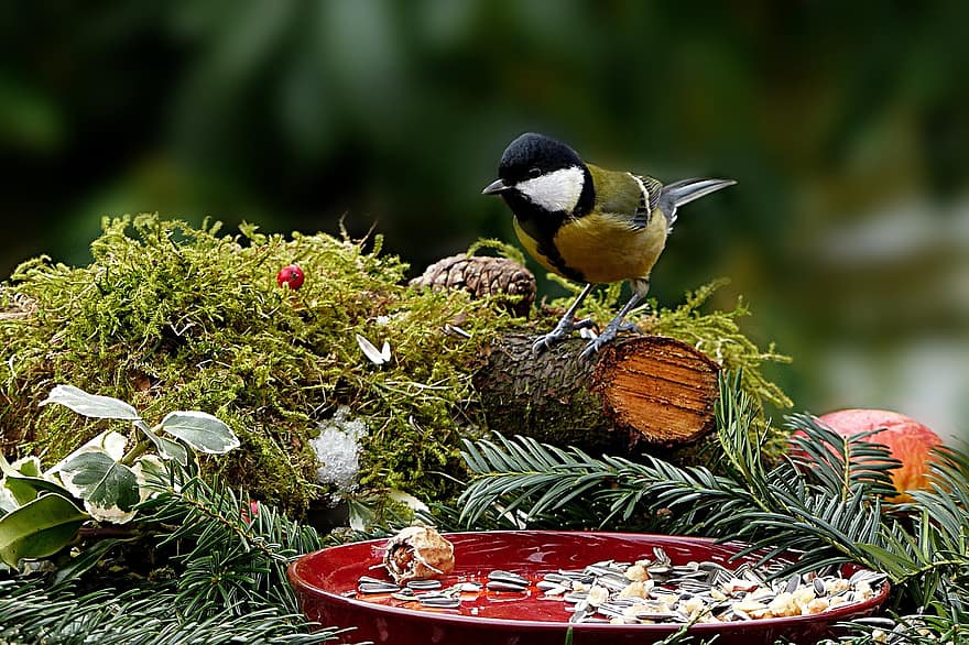 प्रकृति, चिड़िया, चूची, पारस प्रमुख, songbird, भूख, खाना ढूंढना, भोजन, अस्तर की थाली, पक्षी का बीज, बगीचा