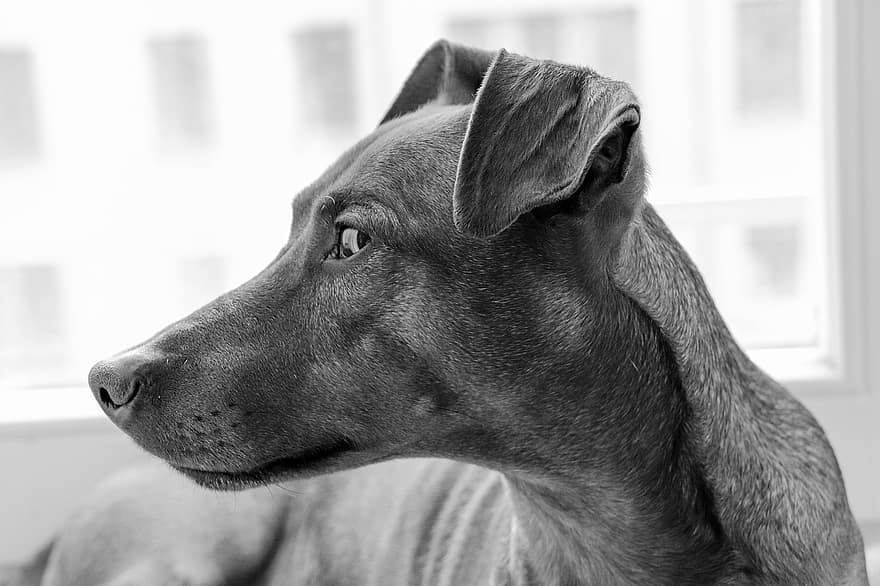 perro, raza, retrato, ojos, de pura raza, pinscher, animal, mascota, atención