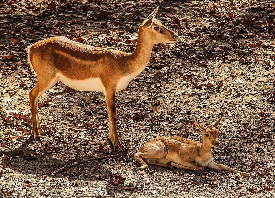 gacela impala, mare, antílop, Àfrica, vedella, animal, vida salvatge, salvatge, zoologia, mamífer, espècies