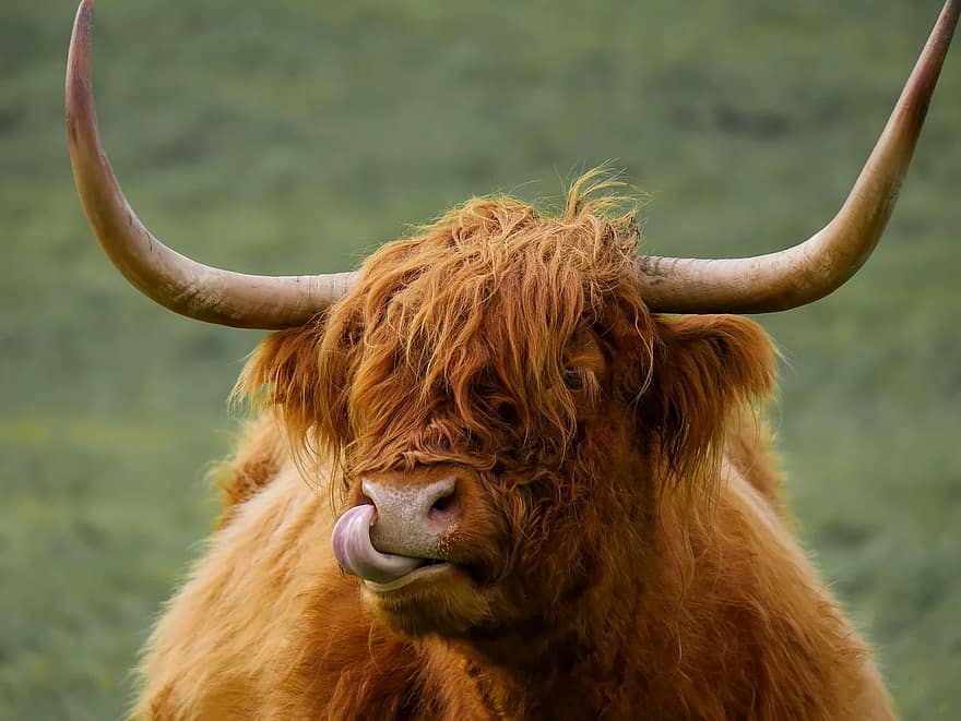 animal, highland beef, beef, scotland, cow, ox, meadow, landscape, scotland beef, horns, nature