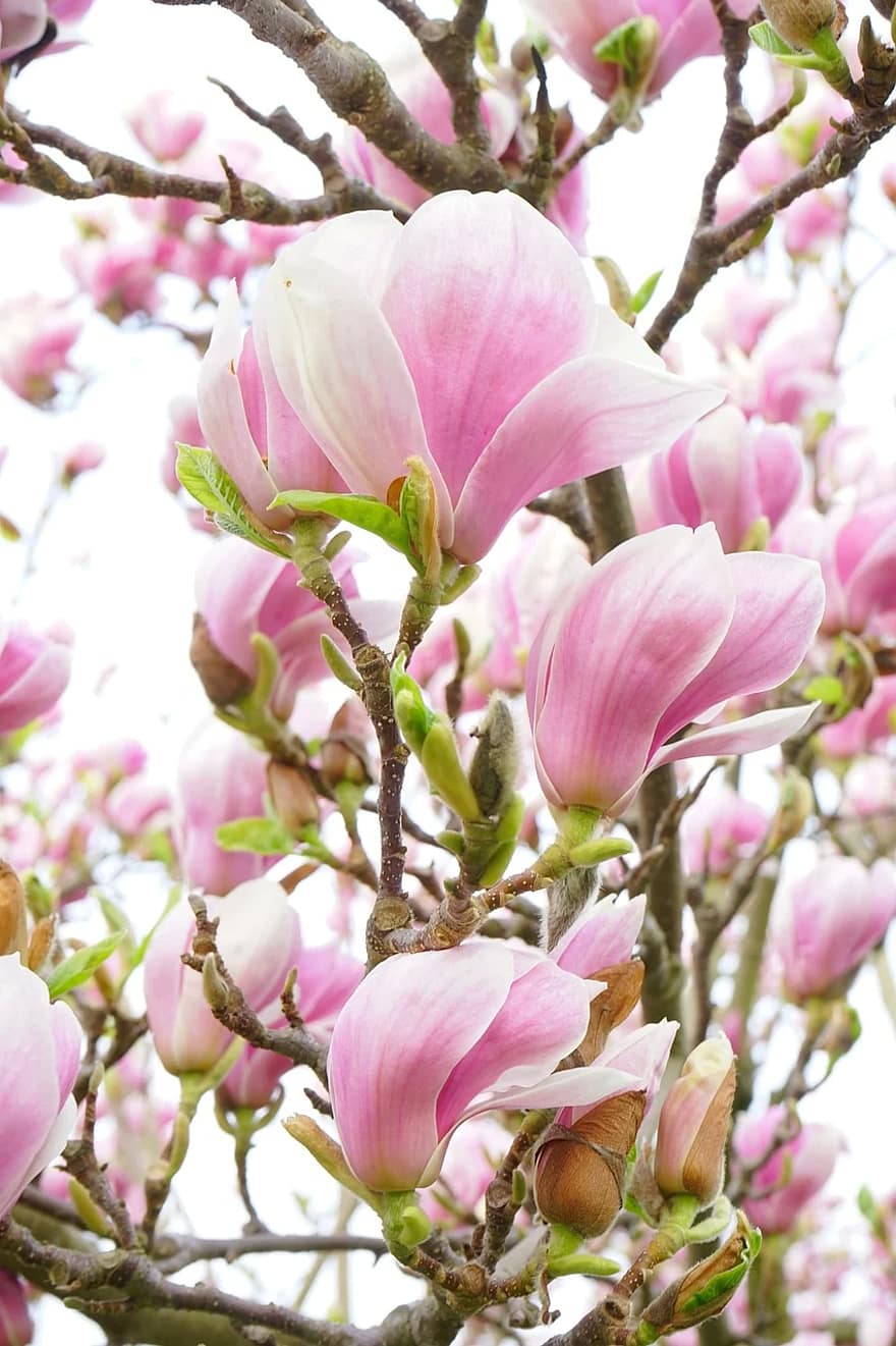 magnolia, magnolia blossom, bunga-bunga, berwarna merah muda, putih, blütenmeer, tanaman hias, magnoliengewaechs, magnoliaceae, hias, tulip magnolia