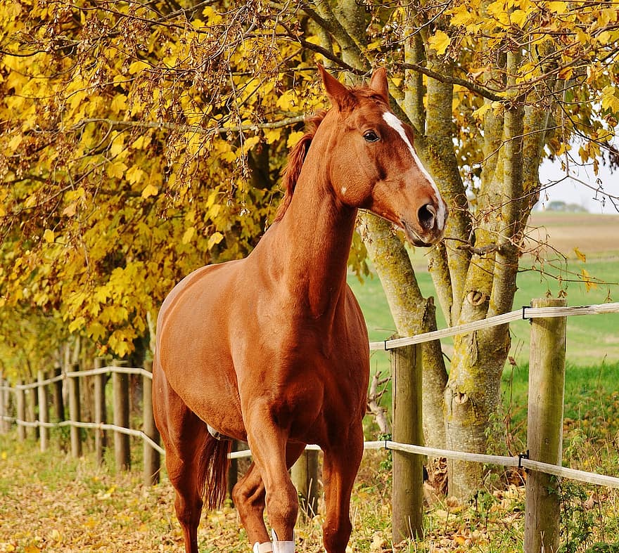 cavallo, animale, giro, Reiterhof, Marrone, accoppiamento, prato, le foglie, autunno, colorato