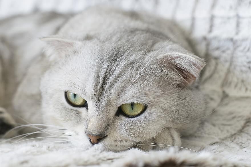 cat, animal, pet, kitty, scottish fold, kitten, domestic, feline, cute, portrait, fluffy