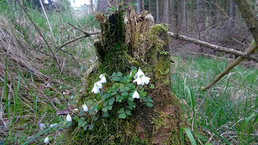 Waldanemone, Baumstumpf, morsch, Moos, Wald, Blume, Wurzel