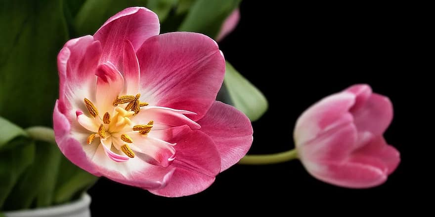 tulip, sharpness game, flowers, bloom, blossomed, green, pink, nature