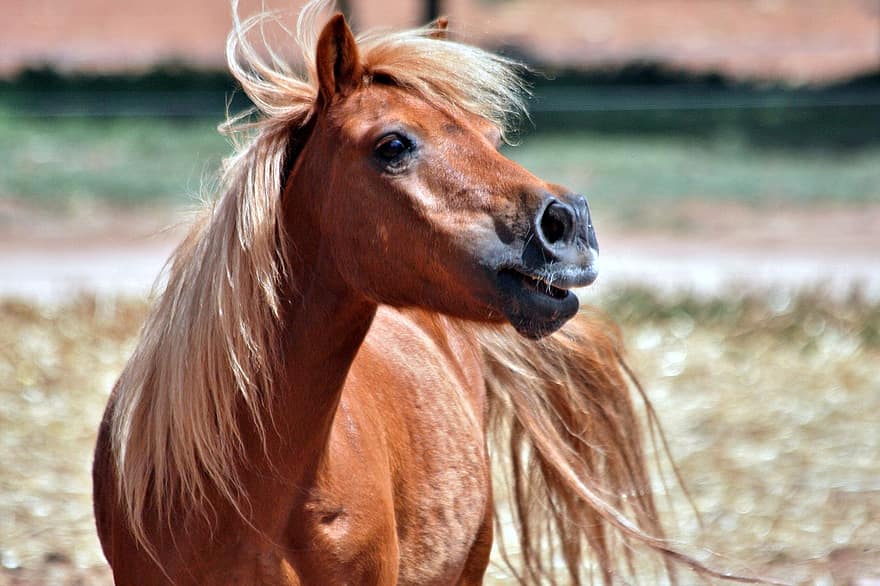 Shetland, châtaigne, poney, cheval hongre, animal, cheval, équine, crinière, queue, appel, la nature