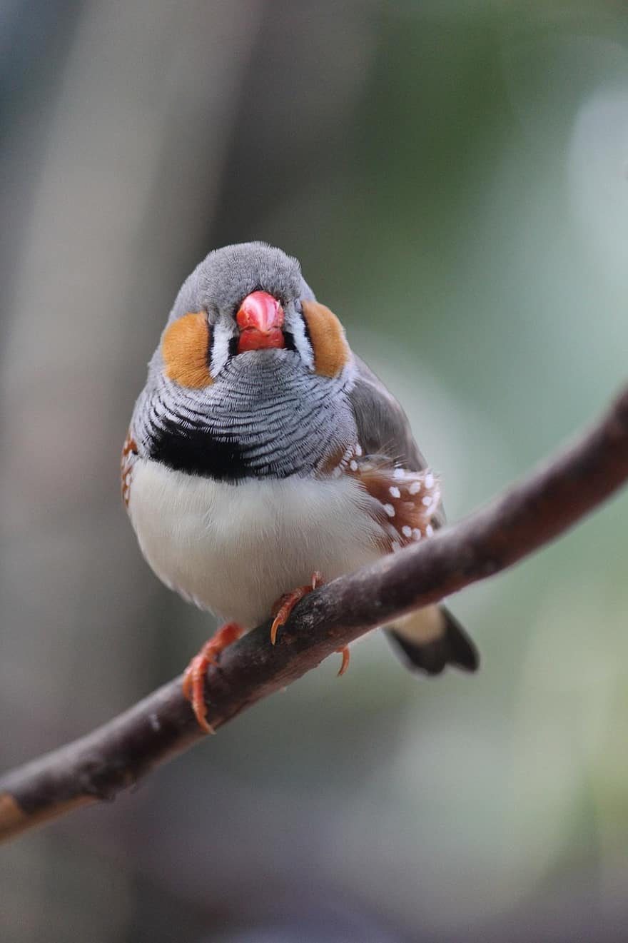 zebra finch, finch, bird, wildlife, mehran b