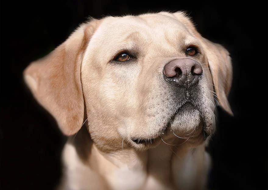 labrador, hode, helvete, hund, dyr, nærbilde, kjæledyr, snute, lyst jakke, portrett, venn