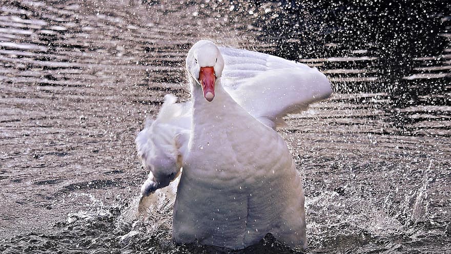 gâscă, gâscă internă, păsări de curte, animal, pasăre, rață pasăre, natură, apă, lumea animalelor, faună, creatură