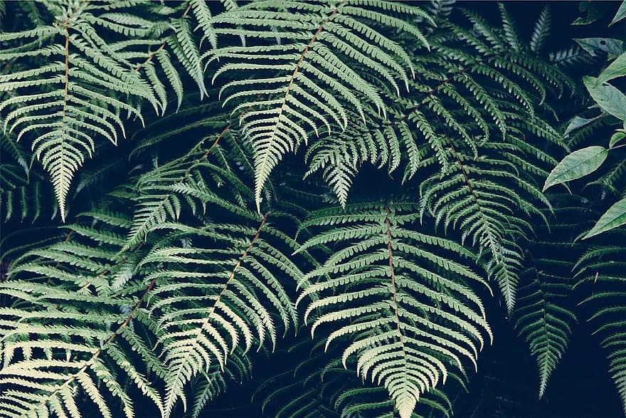 naturalesa, planta, falguera, fulles, fronda, verd, medi ambient, fresc, patró, flora, orgànic