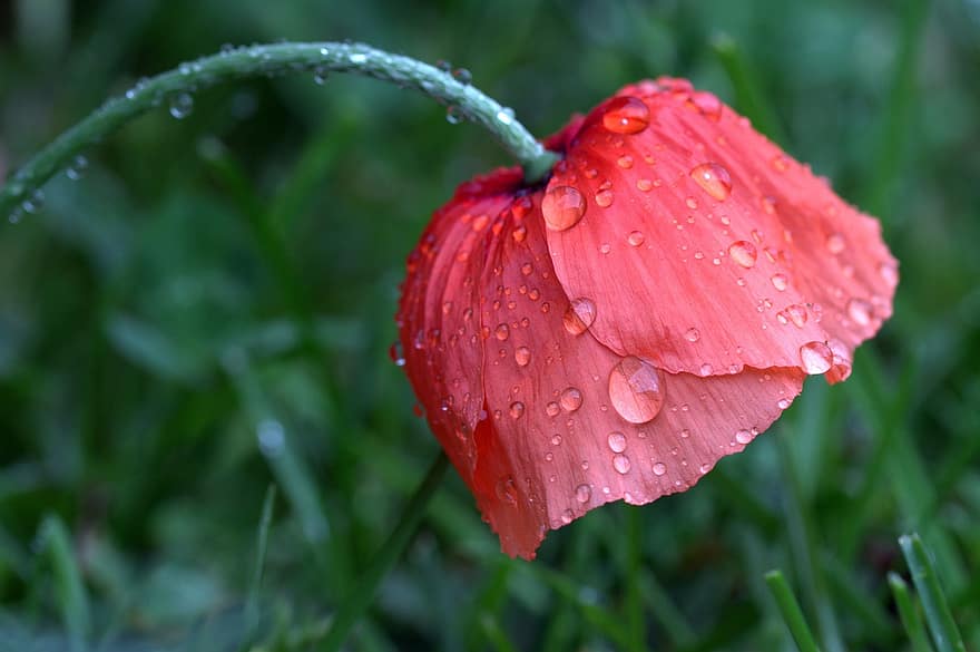 valmue, papaver rhoeas, Klatschmohn, valmue blomst, våd, regndråbe, eng, natur