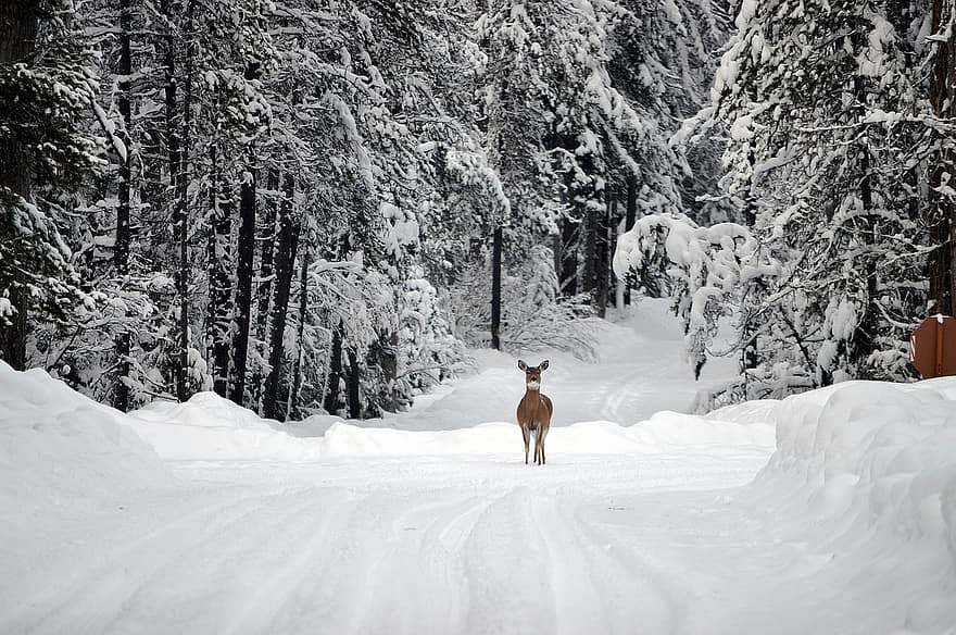 cerf, neige, blanc, biche, en plein air, hiver, du froid, faune, la nature, route, des arbres