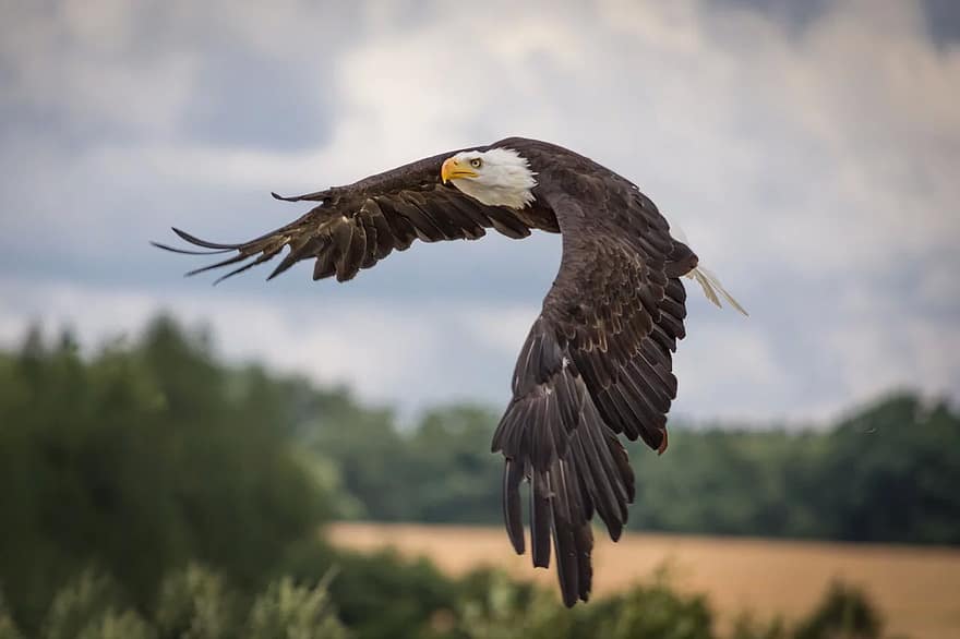 Adler, raptor, rapinyaire, ocell, ploma, primer pla, animal salvatge, món animal, naturalesa, àguila calba, àguila de cua blanca