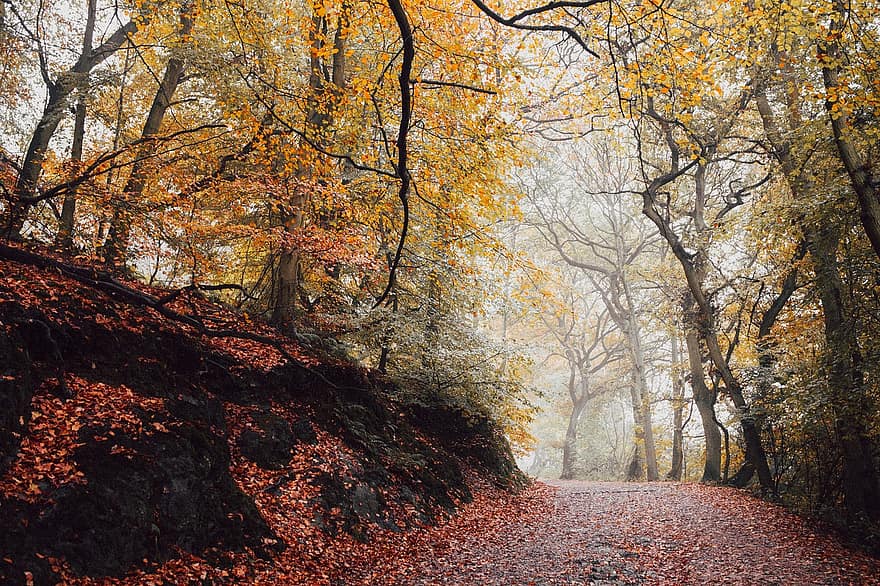 spår, trän, skog, träd, väg, lövverk, natur, höst, falla, parkera, rekreation