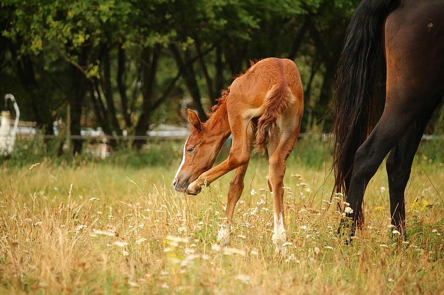 cavalo, fuchs, amamentar, potro, animal, égua, pasto, puro-sangue árabe, natureza