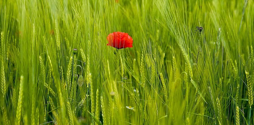 coquelicot, champ, la nature, fleurs sauvages, Mohngewaechs, Klatschmohn, fleur, Floraison, coloré