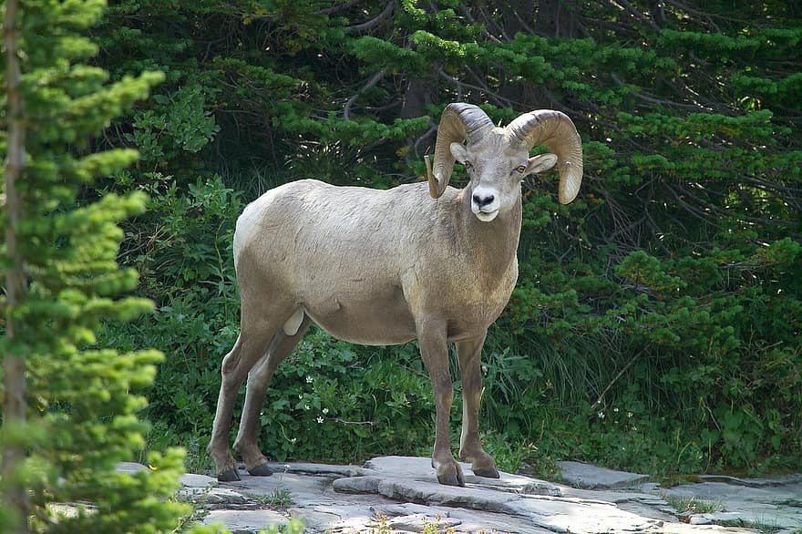 ovce tlustorohá, RAM, volně žijících živočichů, mužský, Příroda, savec, portrét, stojící, stromy, venku, divoký