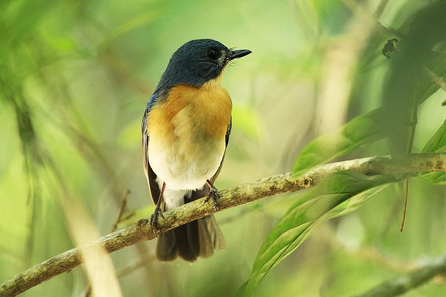 vogel, dieren in het wild, natuur, dier, buitenshuis, wild, veer, vleugel, weinig, zangvogel, gesprek