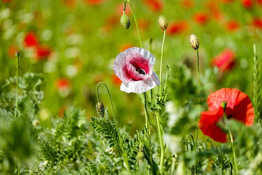 Klatschmohn, fiore di papavero, fiore selvaggio, fiorire, fioritura, bianco rosa, bi color, papavero, fiore aperto, klatsch rose, mohngewaechs