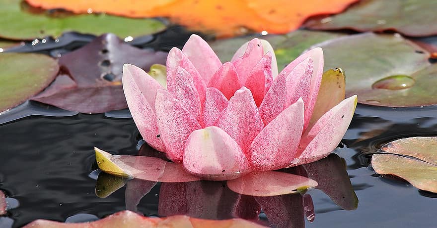 Lilia wodna, nuphar lutea, roślina wodna, kwitnąć, kwiat, staw, Natura, staw ogrodowy, jezioro Rosengewächs, roślina, ogród