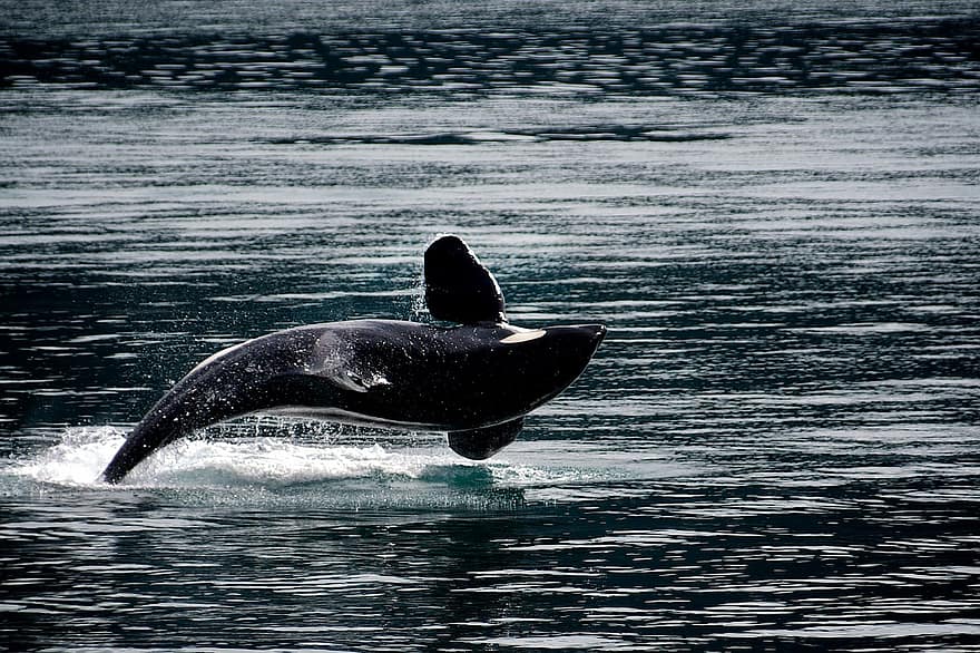 δολοφόνος φάλαινα, orca, παραβιάζοντας, άλμα, ωκεανός, θηλαστικό ζώο, ζώο, θάλασσα, κολύμπι, θαλάσσια, κητοειδής