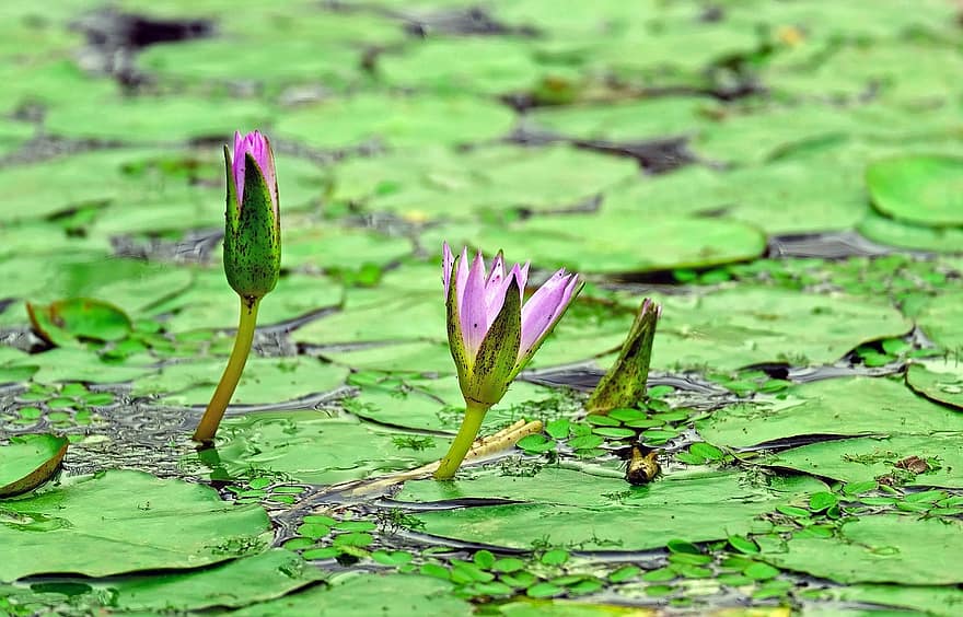 Lilia wodna, roślina wodna, kwitnąć, kwiat, różowy, pączek, nuphar lutea