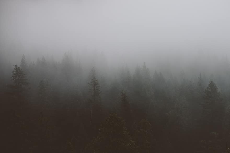 forest, trees, conifers, fog, mist, murky, hazy, nature, environment, wood, atmospheric