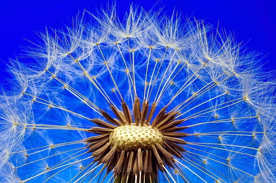 nature, dandelion, macro, close up, flower, plant, seeds, pointed flower, spring, blossom, bloom