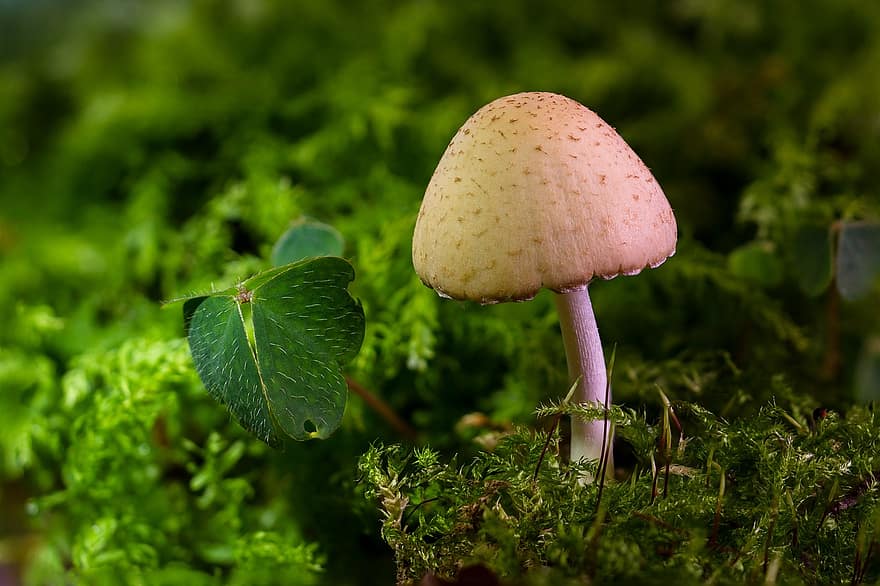 mushroom, mini mushroom, sponge, moss, forest mushroom