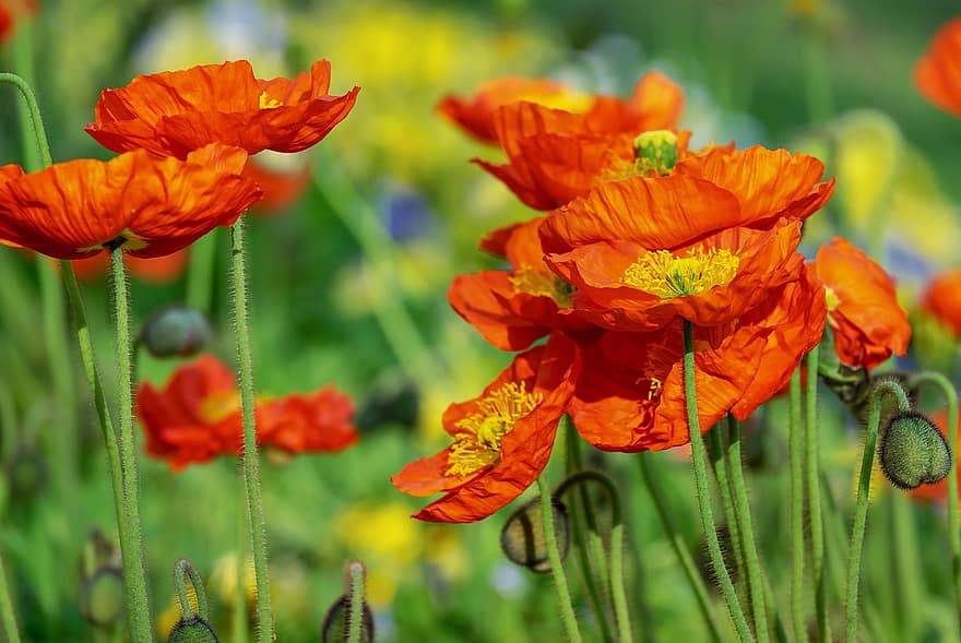 papavero, fiore, Klatschmohn, fiore di papavero, giallo arancio, mohngewaechs, campo di papaveri, luminosa, farbenpracht, pianta, natura