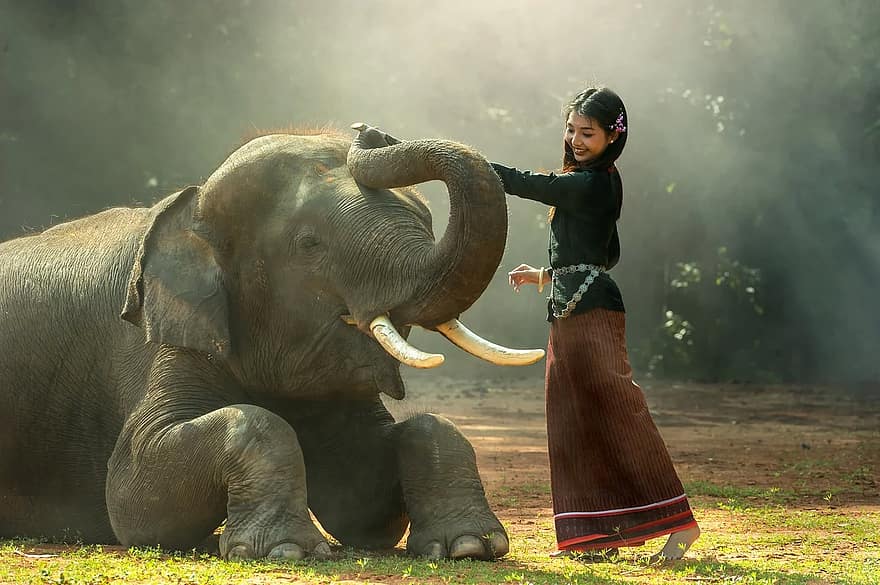 menina, África, animais, Ásia, Camboja, amiga, amizade, guardião de elefantes, mamífero, presas, elefante