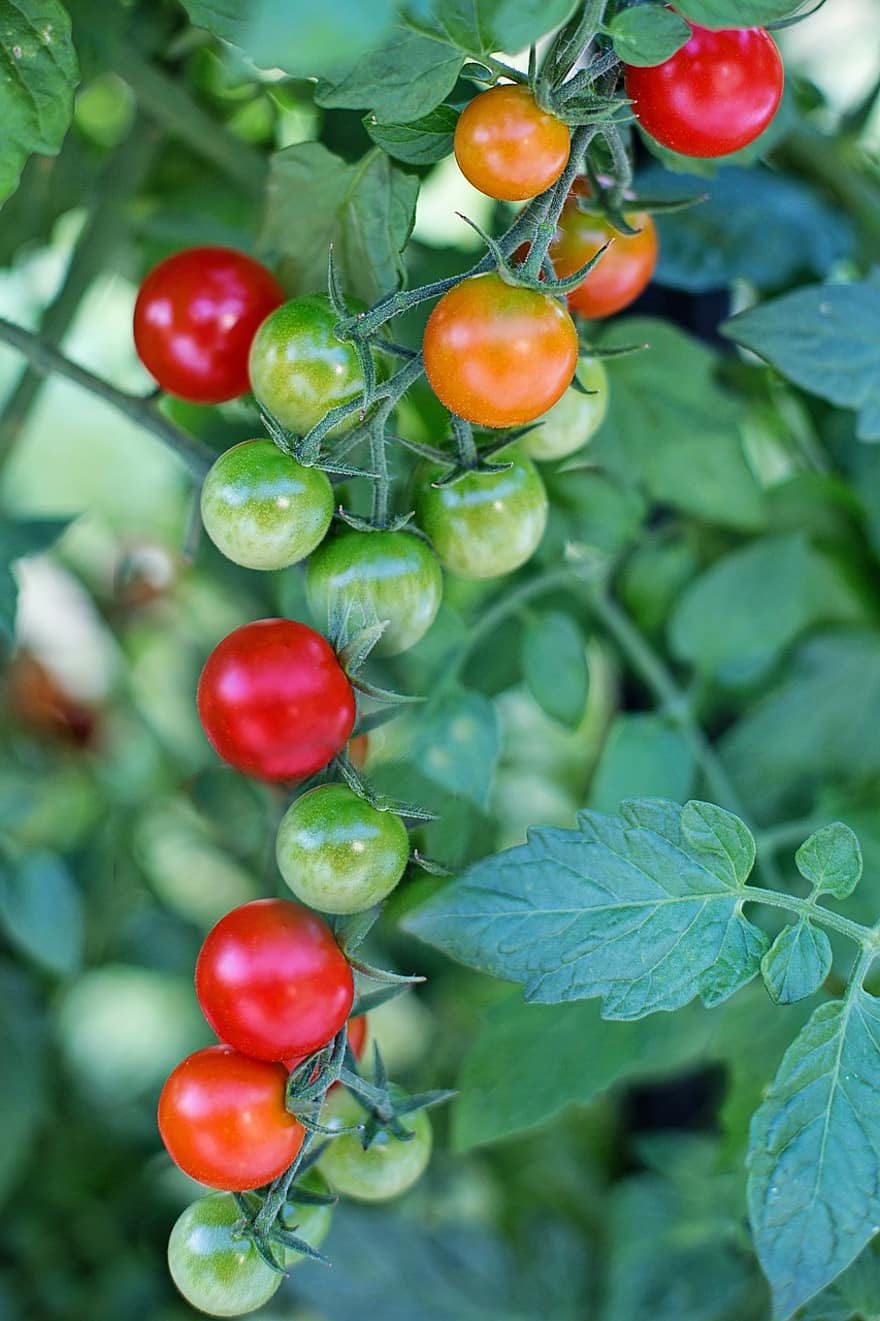 tomates cherry, los tomates, maduro, rojo, comida, vegetal, sano, Fresco, verde, orgánico, vegetariano