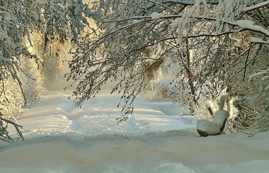 inverno, la neve, alberi, nevoso, invernale, vagabondo della neve, impronte, sogno invernale, paesaggio innevato, freddo, sole