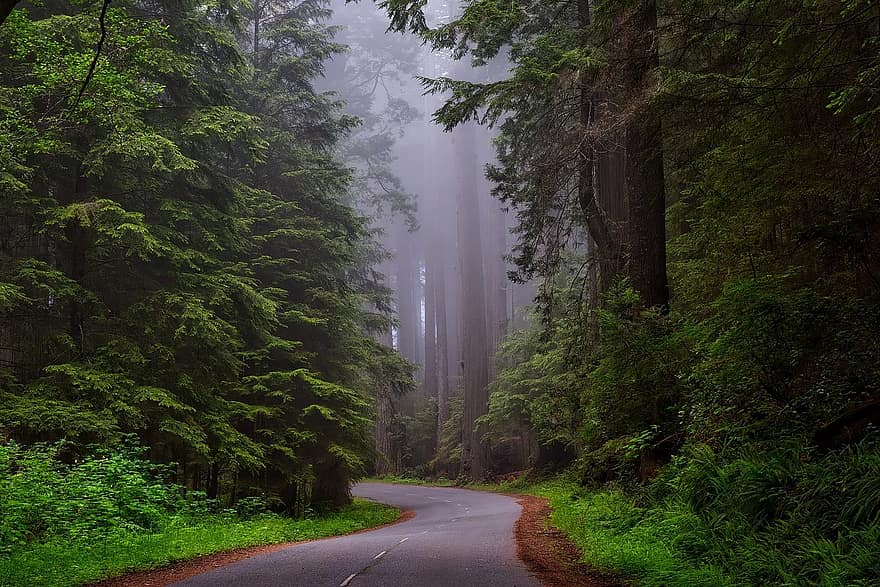 Redwood národní park, Kalifornie, krajina, scénický, Redwoods, slavný, silnice, opar, Příroda, venku, země