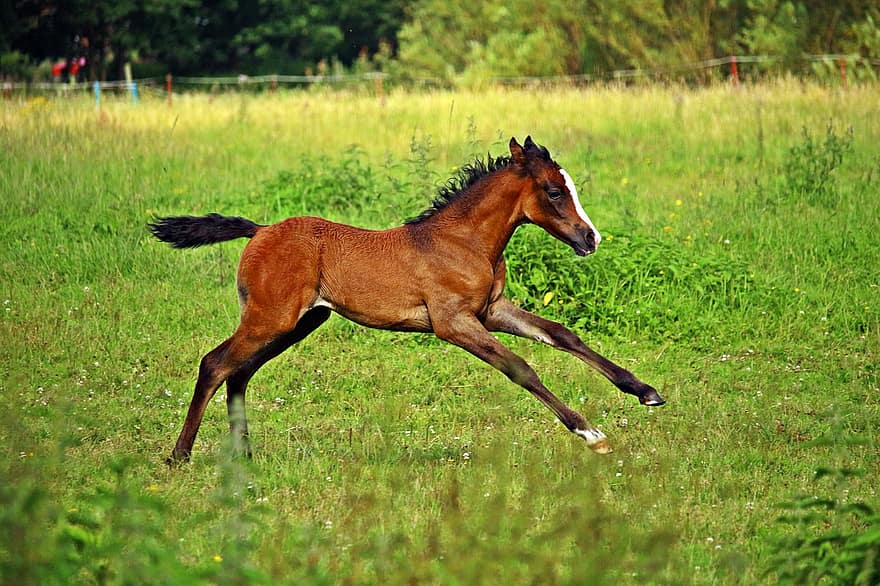 cavalo, galope, potro, amamentar, puro-sangue árabe, cavalo árabe, Prado, pasto, Castanho, verão