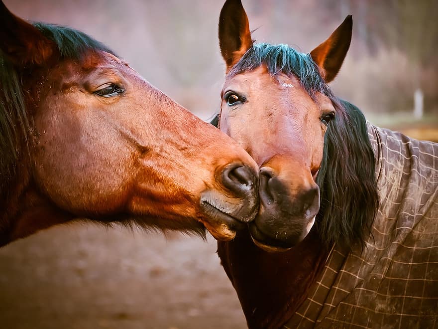 les chevaux, animaux, la nature, balade, pâturage, pferdeportrait, tête de cheval