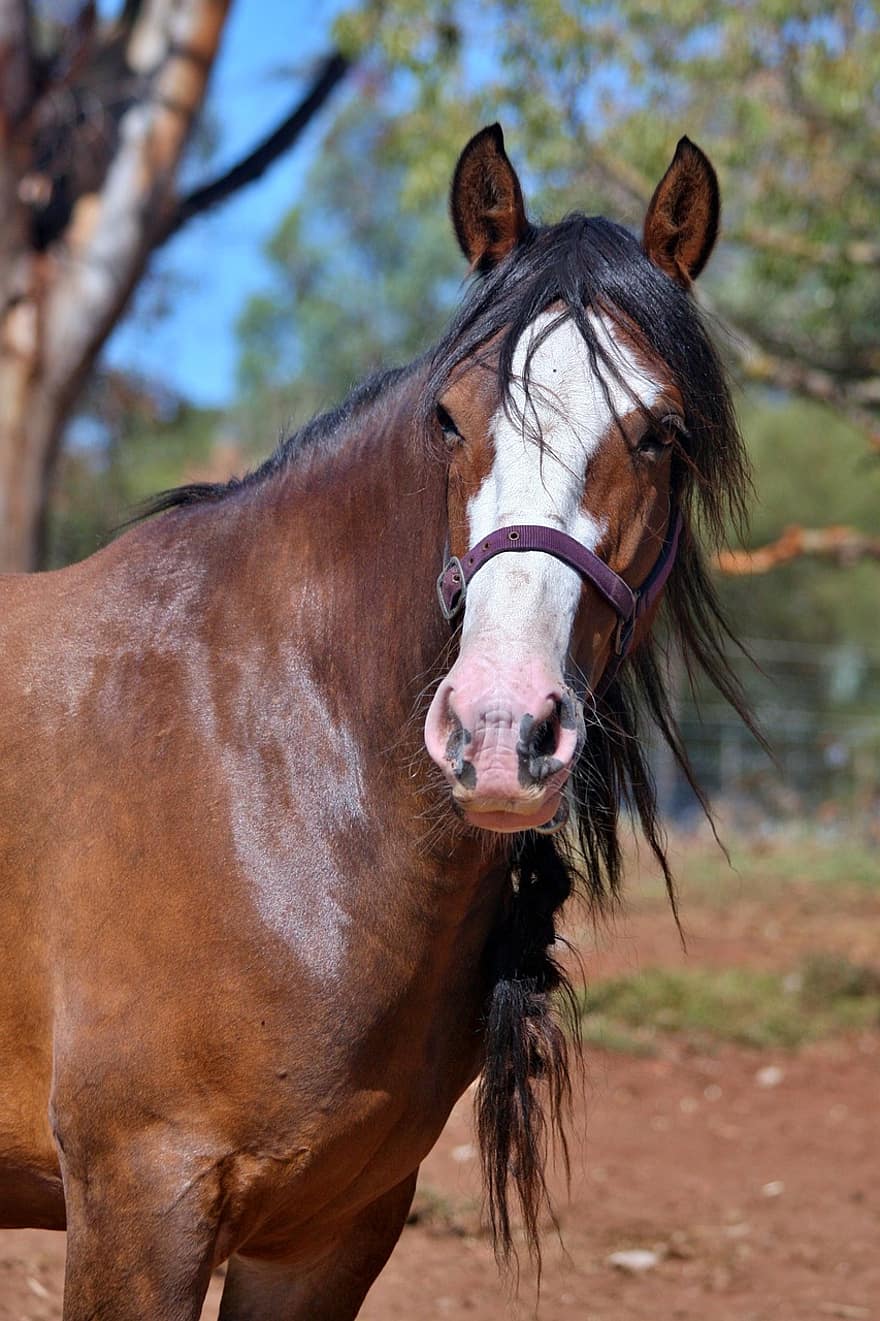 clydesdale, kanca, öböl, barna, lovak, ló, állat, lovas, emlős, természet, sörény