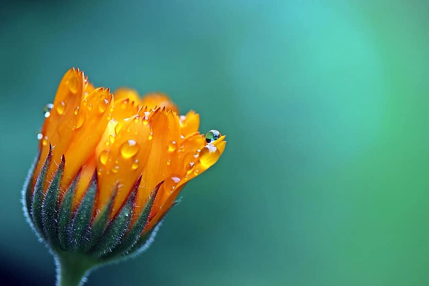 kliņģerīte, kliņģerīši, apelsīns, zieds, zied, ir bud atvēršana, dārzkopība, kompozīti, raindrops, pēc lietusgāzes, piliens