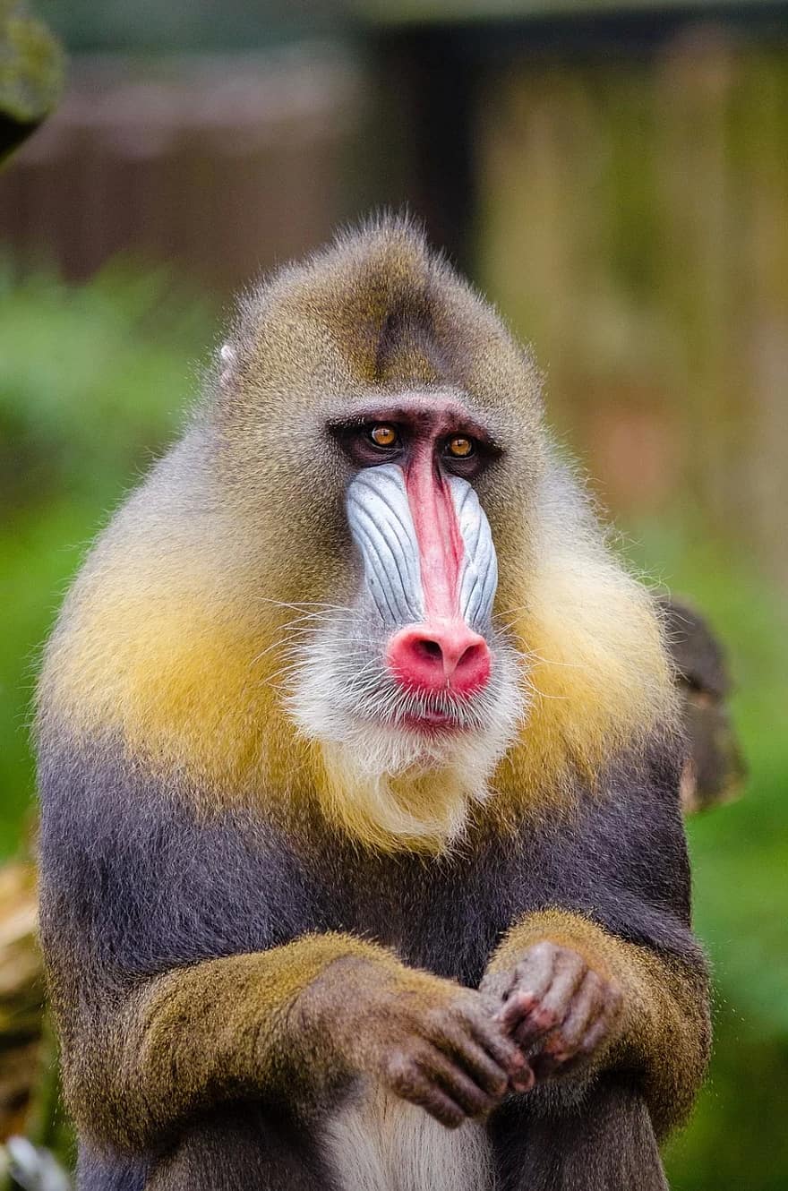 Mandrill, trauriges Gesicht, Porträt, süß, Mandrillus Sphinx, Primas, männlich, Tier, die guenon familie, im Zusammenhang mit dem Pavian, Säugetier