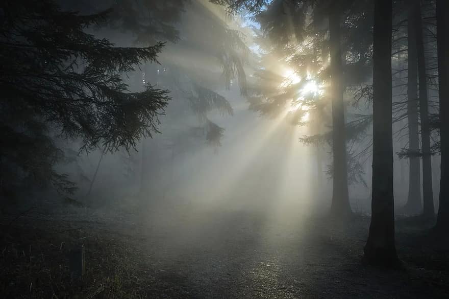 güneş ışını, orman, Güneş, gün batımı, Arka aydınlatmanın, doğa, ruh hali, peyzaj, ağaç, abendstimmung, Güneş ışığı