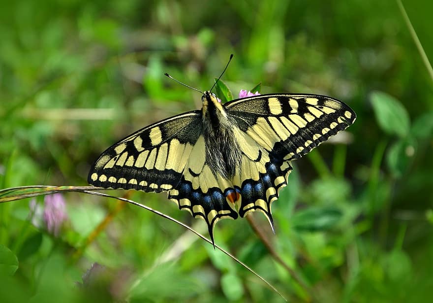 Schmetterling, Schwalbenschwanz, papilio machaon, Natur, Insekt, Sommer-, Schwalbenschwanz-Schmetterlinge, papilionidae