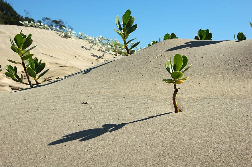 Afrika, pemandangan, gurun, alam, kering, pasir, tanah, bukit pasir, scaevola plumieri, tanaman, berbunga