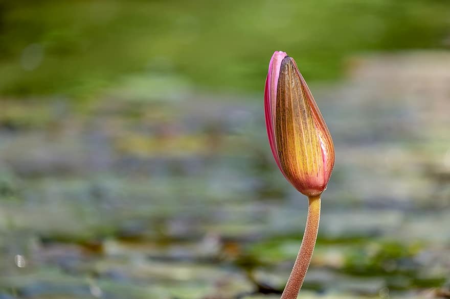 lirio de agua, brote, estanque, agua, botánica, naturaleza, planta acuática, Nuphar Lutea, flor, floración, rosado