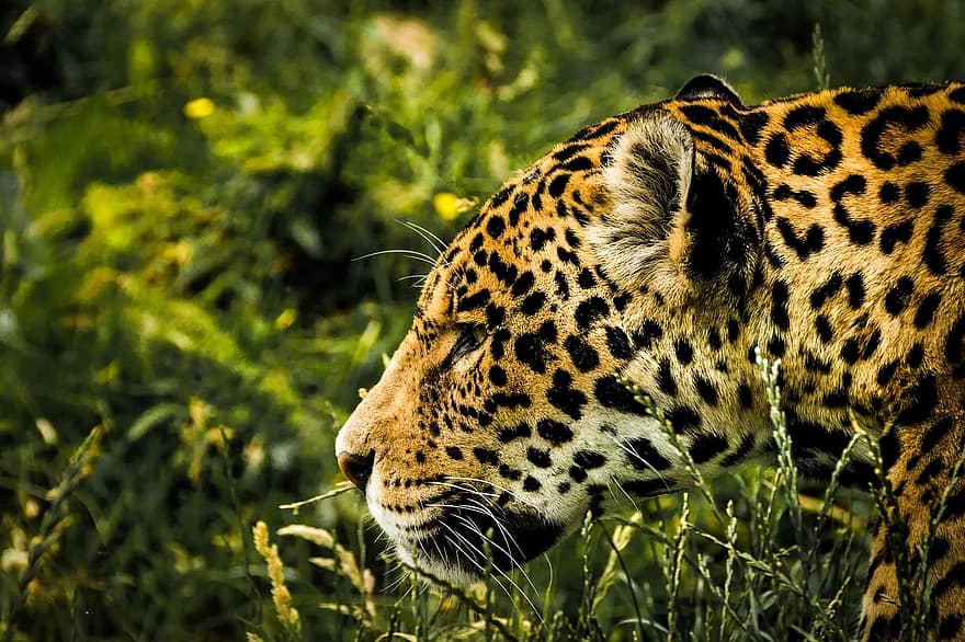 jaguar, kucing garong, mamalia, kebun binatang, licik, besar, kucing, hewan, alam, predator