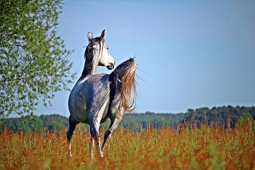 hest, skimmel, trav, thoroughbred arabian, græs, dyr, himmel, landskab