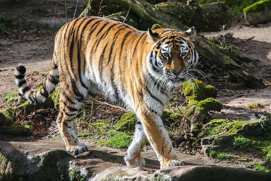 mondo animale, tigre, predatore, grande gatto, carnivori, selvaggio, tiergarten nürnberg